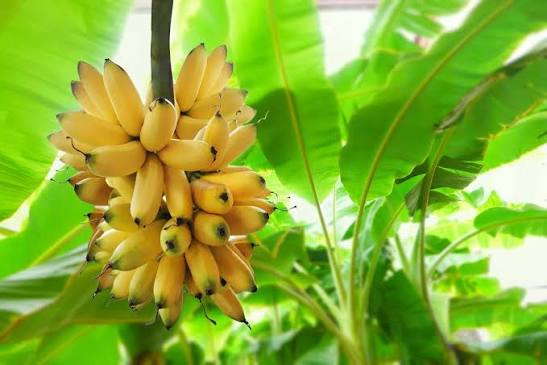 Yelakki (Elaichi) Banana Plants — Banana sapling available at Agro Nursery Garden